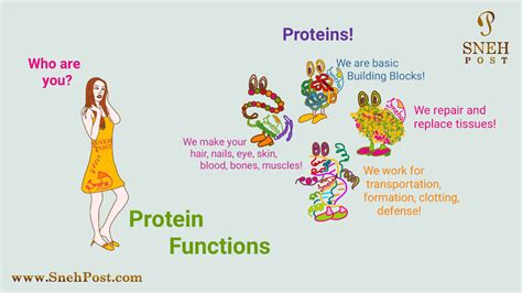 What Does Our Body Need Protein For Proteinwalls