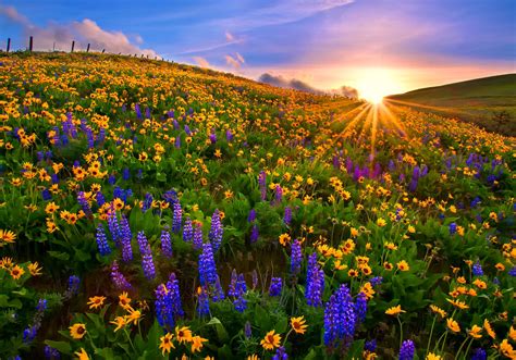 Spring Flower Field Wallpaper and Background Image | 1809x1266 | ID