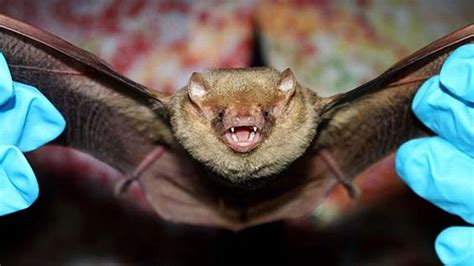 Rabies From A Bat Bite Kills A Highlands County Resident Miami Herald