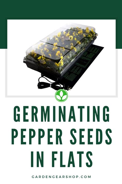 What actually matters when it comes to. How To Germinate Pepper Seeds Fast (Complete Guide in 2020 ...