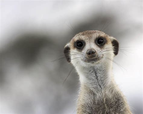 Meerkat Wallpapers Wallpaper Cave