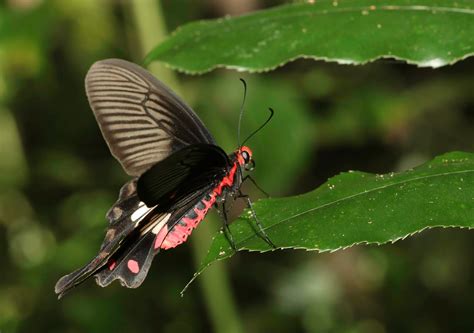 Butterflies Of Vietnam 117 Pachliopta Aristolochiae Goniopeltis The