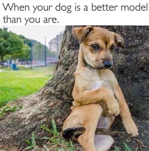 30 Funny Animal Memes Youll Be So Glad To See