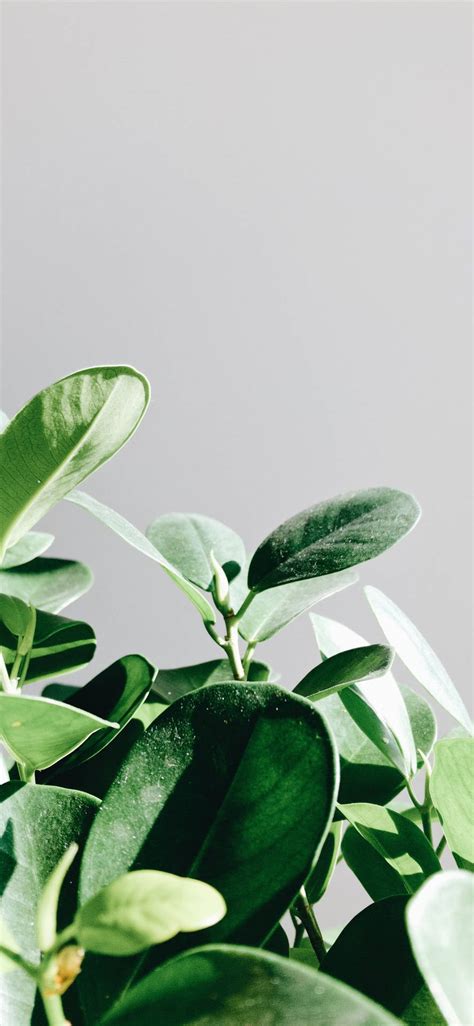 Details More Than 65 Plants Iphone Wallpaper Best Incdgdbentre