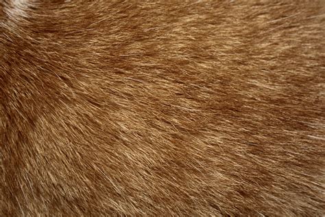 Brown Cat Fur Texture Picture Free Photograph Photos Public Domain