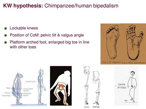 Ppt Walking The Walk Evolution Of Human Bipedalism Powerpoint