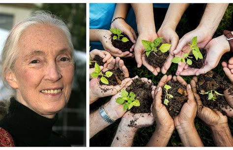 It is our disregard for nature and our disrespect of the animals we should share the planet with that has caused this pandemic, that was predicted long ago, the. Jane Goodall to plant five million trees in 2020