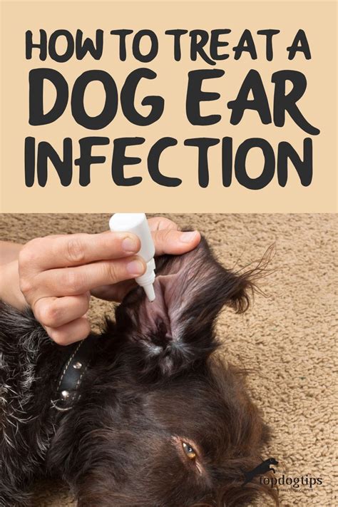 Ear Infections In Dogs Are A Common Problem Unfortunately If You Don