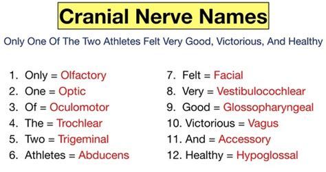 cranial nerves and their functions flashcards quizlet