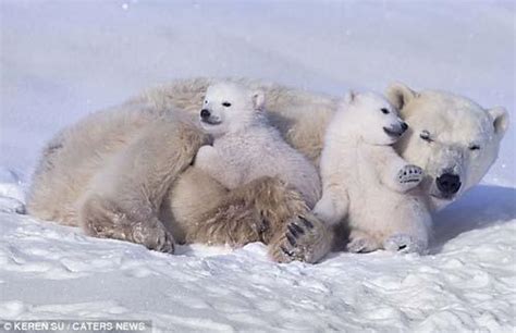 Oso Polar Pelopicozoo