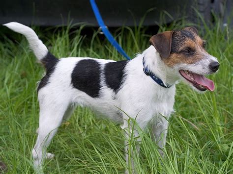 Enter your 5 digit us zip code. Parson Russell Terrier Facts, Pictures and Training - Dog ...
