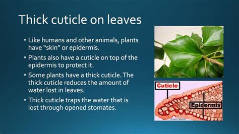 Cuticle In Plants