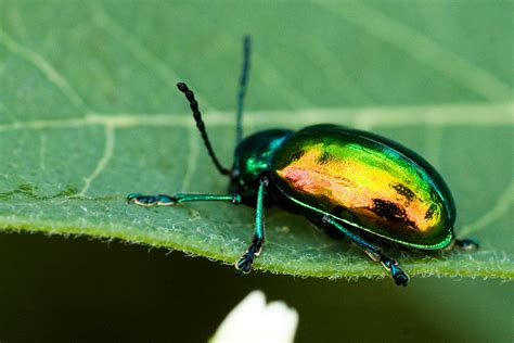 Shiny Beetle Brandon Heyer Flickr