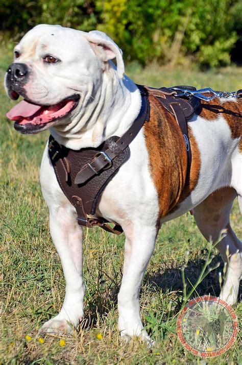 Best Leather Padded Pitbull Harness Dog Attack Traning