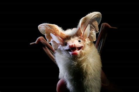 30 Photos Of Weird Looking Bats Barnorama