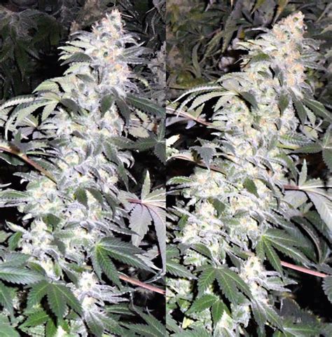 Hanfpflanze ist ein modernes hanfportal mit der philosophie weniger ist mehr. 45 Top Pictures Wann Hanf Ernten / Blute Von Cannabis Und ...