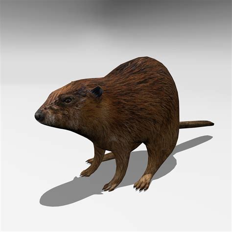 3d Model Low Poly Beaver Cgtrader