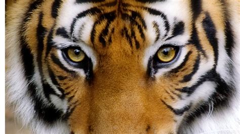 Tiger Eyes Wallpaper 1920x1080 14441