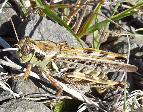 Migratory Grasshopper Melanoplus Sanguinipes Bugguidenet