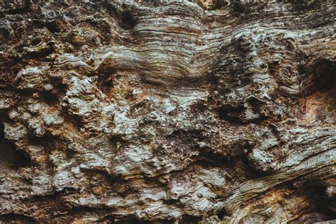 Free Images Tree Rock Wood Texture Trunk Formation Pattern