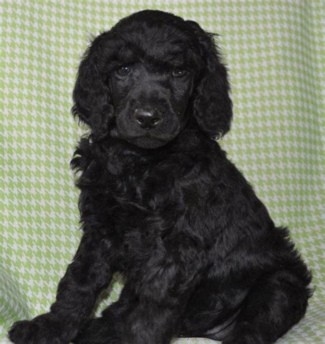 Above and beyond standards black & white parti standard poodle puppy. Image result for black standard poodle puppy | Black ...
