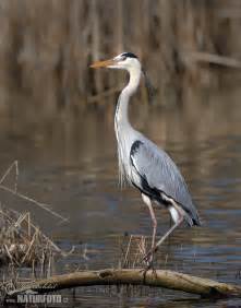 Grey Heron Photos Grey Heron Images Nature Wildlife Pictures