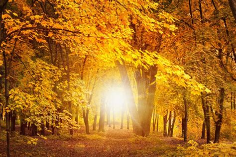 Fall Day In Forest Stock Image Image Of Beautiful Light 42782873