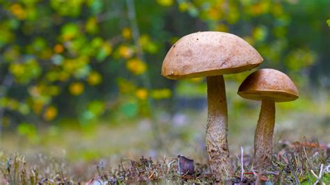 Growing Wine Cap Mushrooms The Secrets Of How To Get A Rich Harvest