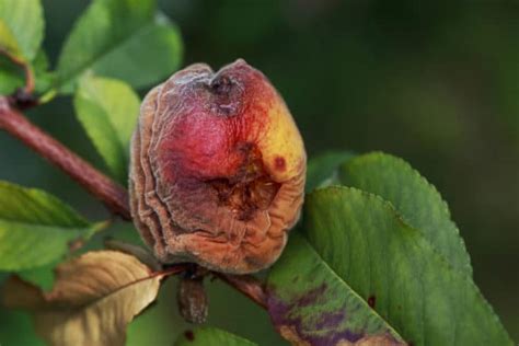 Peach Tree Diseases Identification And Control Tips