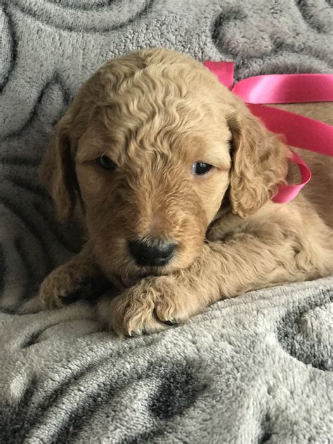 The goldendoodle is bred to be a family dog. Golden Doodle Puppies For Sale | Phoenix, AZ #225768