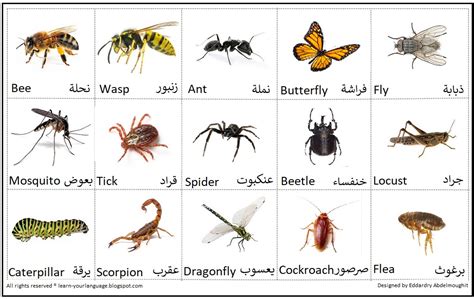 اسماء الحشرات بالعربية