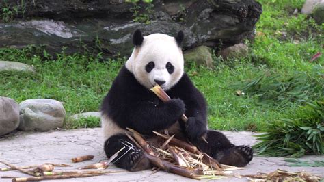 Giant Panda Bao Bao Eating Shoots Youtube
