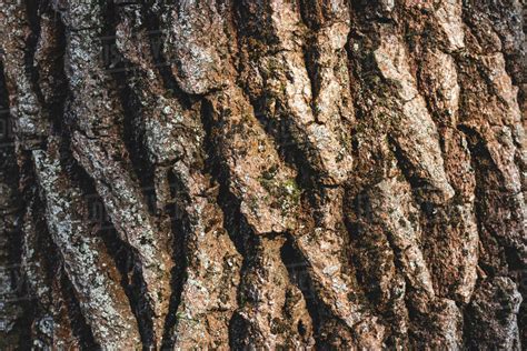 Close Up Texture Of Brown Bark Of Tree Stock Photo Dissolve