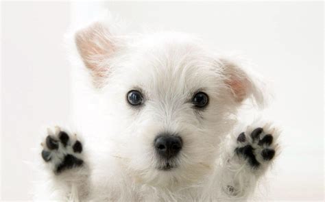 Images & pictures of puppy white background wallpaper download 90 photos. White Dog Wallpapers - Wallpaper Cave
