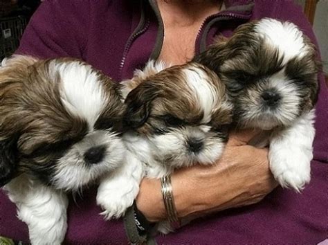 Shih Tzu Puppies For Sale Atlanta Ga 263608 Petzlover