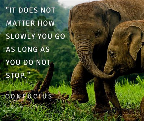 Quotes With Elephants Inspiration