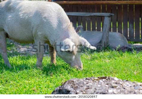 Fat Pink Pig Eating Grass Outside Stock Photo 2058320897 Shutterstock