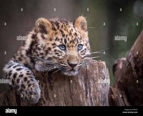 Female Amur Leopard Cub On Tree Stump Stock Photo Alamy