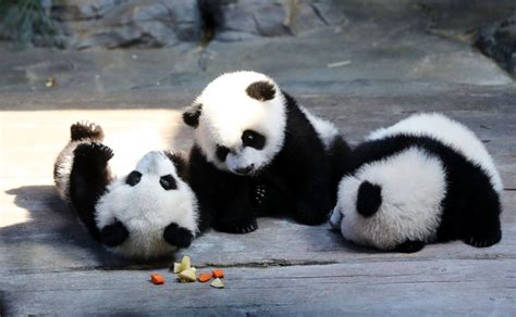 Cute Cuter And Cutest Triplet Pandas At Play Picture Cutest Baby