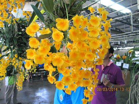 Cây phân bố từ nam á đến đông nam á và trung quốc. Lan thủy tiên mỡ gà vàng (Dendrobium densiflorum) ~ Vườn ...