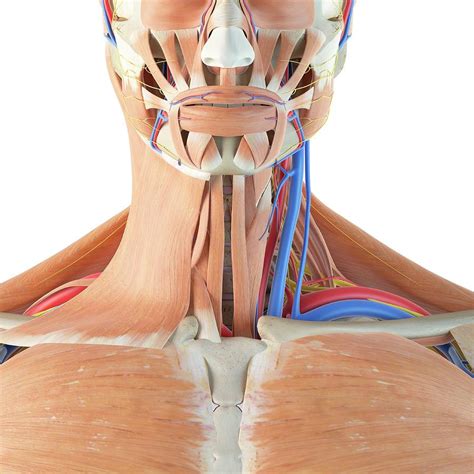 Human Anatomy Of Neck Photograph By Sciepro Fine Art America