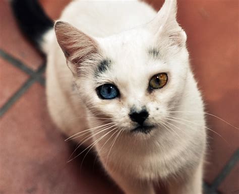 These Cats With Heterochromia Have The Most Beautiful And Unusual Eyes