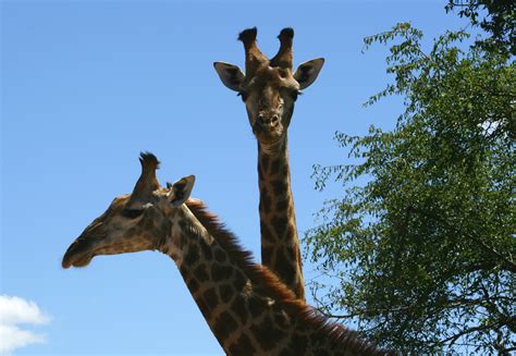 Giraffen Afrika Hidden Gem Travelblog
