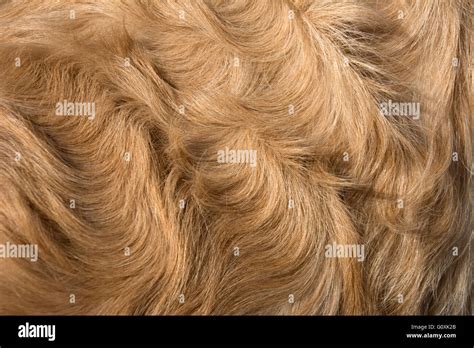 Curly Coat Of Golden Retriever Stock Photo Alamy