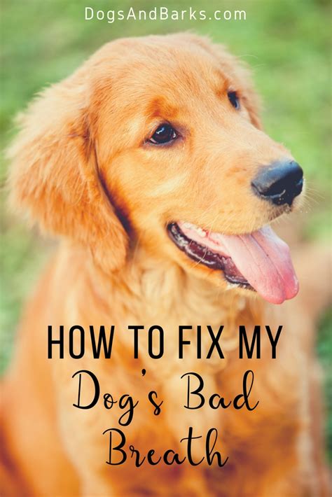 How To Fix My Dogs Bad Breath Dogs And Bark