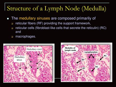 Ppt Lymphatic Tissue Powerpoint Presentation Free Download Id2393505