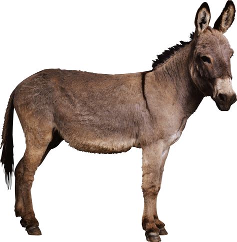 Donkey Transparent Png Pictures Free Icons And Png