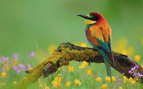 Hd Wallpaper Beautiful Colorful Birds On Branch Dry Desktop Wallpaper