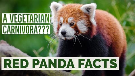 Top 10 Interesting Facts About Red Panda Red Panda Facts For Kids