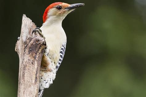 The 7 Types Of Woodpeckers In Iowa Pictures And Info Bird Feeder